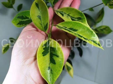 Фикус Retusa Mutabilis (Microcarpa Yellow Margin)
